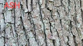 ss_641436253_ash-tree-bark~2.jpg