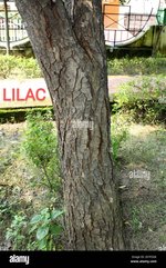 indian-lilac-or-neem-azadirachta-indica-tree-trunk-with-rough-and-cracked-bark-pix-sshukla-2KY...jpg