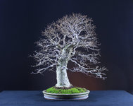 Bonsai-studio-images-041216-049-copyright-2048x1628.jpg