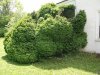 English Boxwood.jpg