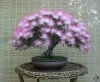 top_bonsai_20111228_1177390758.jpg