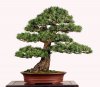 DWARF-SCOTS-PINE.jpg