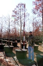 65g-bald-cypress.jpg