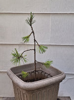 Loblolly Pine 1 14 June 2023.jpg