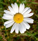 Ox-eye Daisy 1.jpg