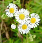 Daisy fleabane.jpg