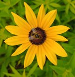 Black-eyed Susan.jpg