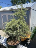 Deodar Cedar - Imgur.jpg