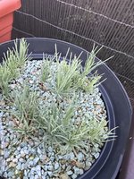 IMG_7015.jpeg