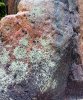 rock planter lichen 4.jpg