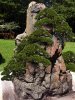 rock planter lichen w junipers 2.jpg