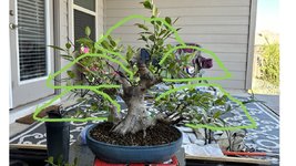 Ficus .jpg