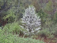 bradford pear.jpg