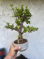 Jade bonsai.jpg