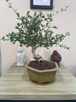 New cork oak bonsai.jpg