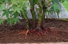 acer palmatum katsura 2023 08 22 (6).JPG