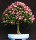 calliandra-bonsai.jpg