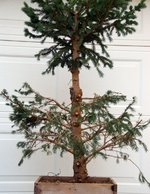 BH1spruce9-23.jpg