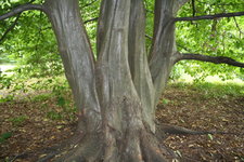 Carpinus caroliniana - big trunk (1).jpg
