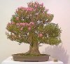 Nanpukai_crapemyrtle[1].jpg