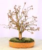 Zelkova52012b.jpg