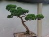 Bonsai 9-2014 changes 054.jpg