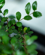 29-SEP-23_Chinese Elm Bonsai Tree [final clean up - soon to sunroom]00026.jpg