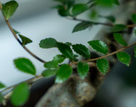 29-SEP-23_Chinese Elm Bonsai Tree [final clean up - soon to sunroom]00028.jpg