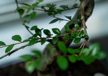 29-SEP-23_Chinese Elm Bonsai Tree [final clean up - soon to sunroom]00029.jpg