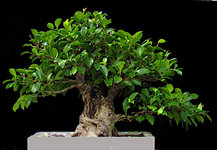 ficus_up_01 - Copy3.JPG