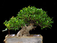 ficus_lean_02.JPG