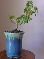 IMG_4530.jpeg
