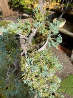 cascade juniper  1.jpg