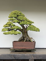 10taxus virtual.jpg