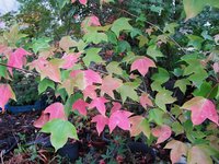 acer-discolor_231027a.jpg