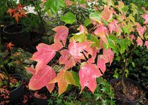 acer-discolor_231030a.jpg