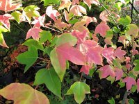 acer-discolor_231101a.jpg