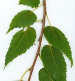 zelkova.jpg