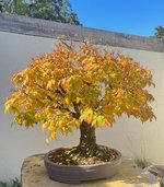 natarbzelkova.jpg