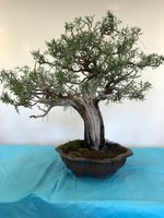 cal juniper 2.jpg