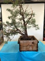 cal juniper 4.jpg