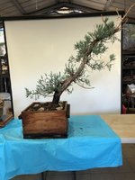 cal juniper 5.jpg