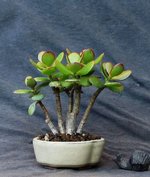 crassula01bt01_170725a.jpg