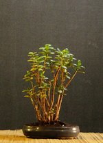 crassula01bt01_231118b.jpg