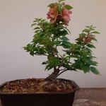 shohin pink.jpg