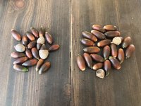 Acorns.jpg