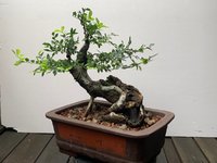 X_Chinese Elm (Twisted)_potential front.jpg