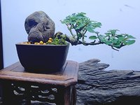 Small Premna Rock Semi Cascade 2.jpg