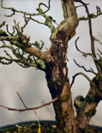 🍎 Incredible Apple Tree at Pacific Bonsai Museum : r/Bonsai