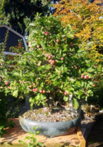 🍎 Incredible Apple Tree at Pacific Bonsai Museum : r/Bonsai